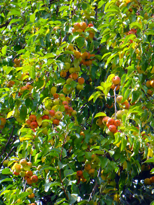 Wild apples grow in Washington state. By MooScience.